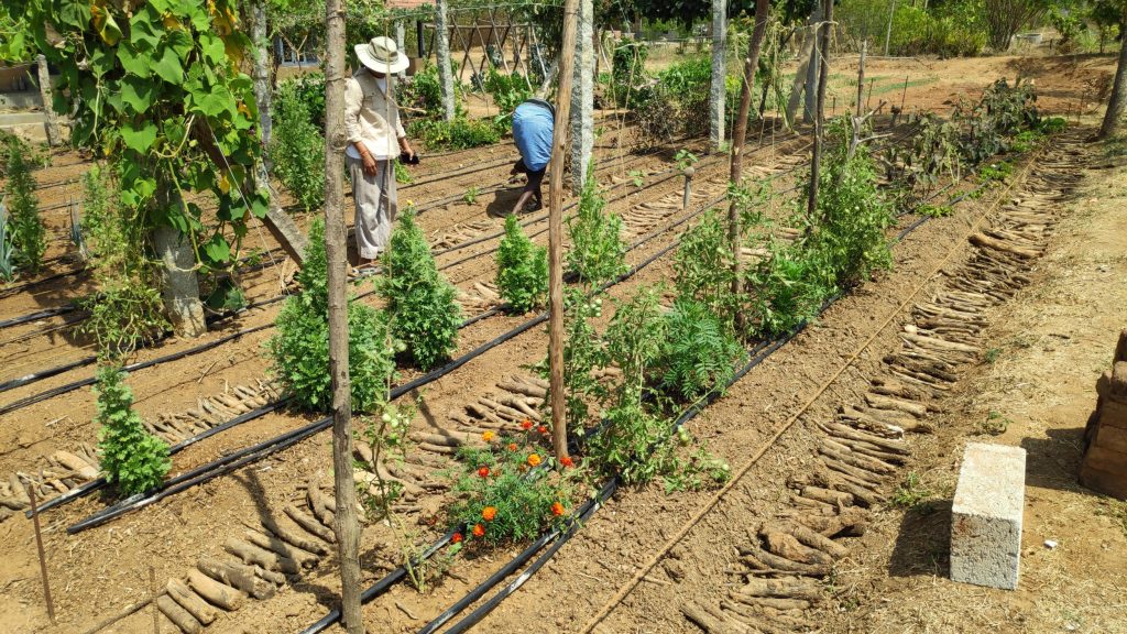 Farmers plant saplings on their land in Yelachatti village. Four farmers are relying on permaculture principles to grow crops, fruits and fodder on their 12-acre plot.