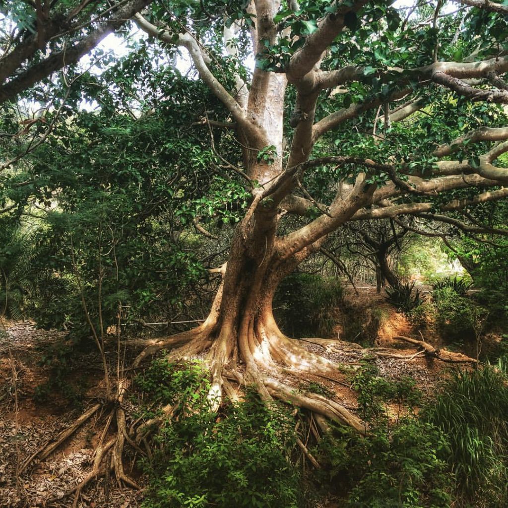 Sycamore Fig by Patricia Barden