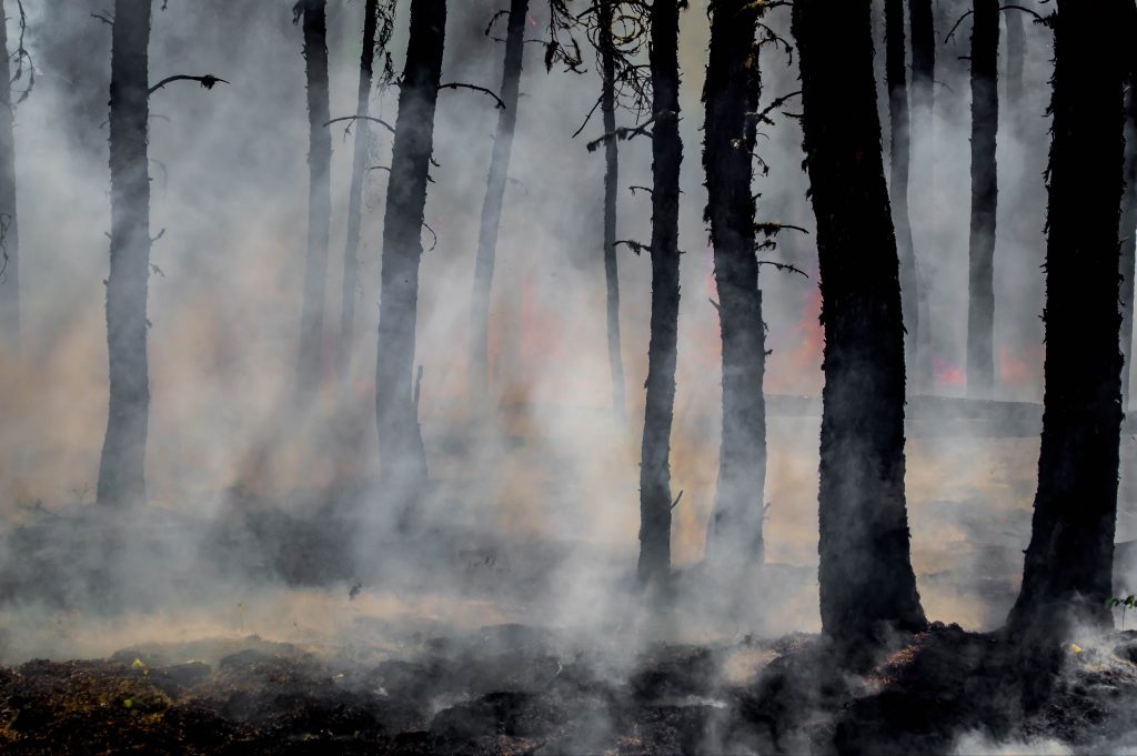 forest fire