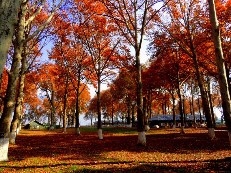 Naseem Bagh Srinagar