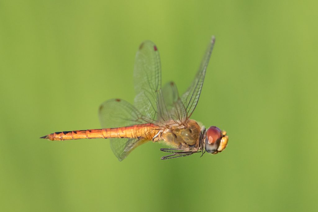 dragon fly